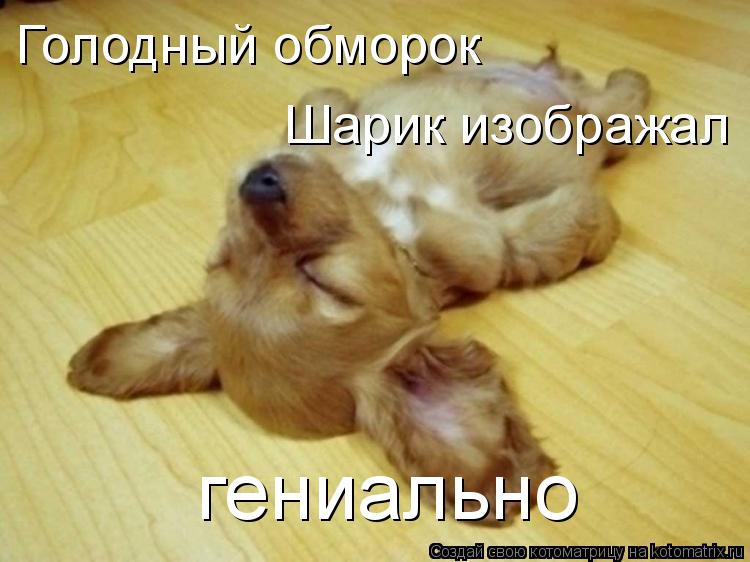 Котоматрица: Голодный обморок Шарик изображал  гениально
