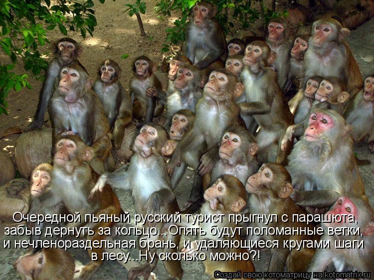 Котоматрица: Очередной пьяный русский турист прыгнул с парашюта,  забыв дернуть за кольцо...Опять будут поломанные ветки,  и нечленораздельная брань, и у