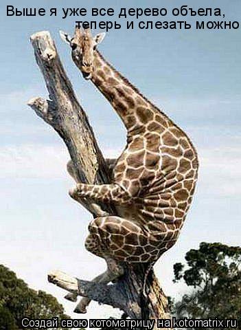 Котоматрица: Выше я уже все дерево объела,  теперь и слезать можно