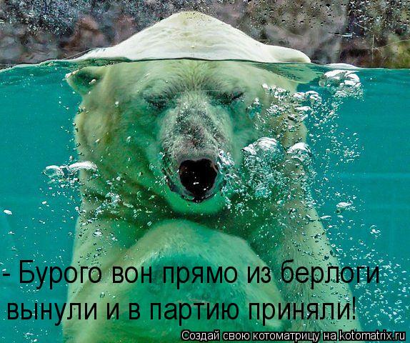 Котоматрица: - Бурого вон прямо из берлоги  вынули и в партию приняли!