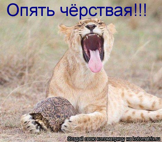 Котоматрица: Опять чёрствая!!!