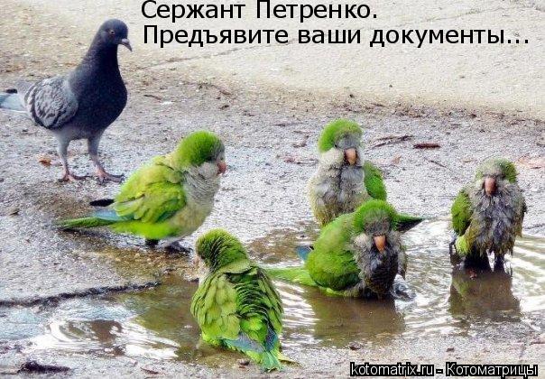 Котоматрица: Сержант Петренко. Предъявите ваши документы...