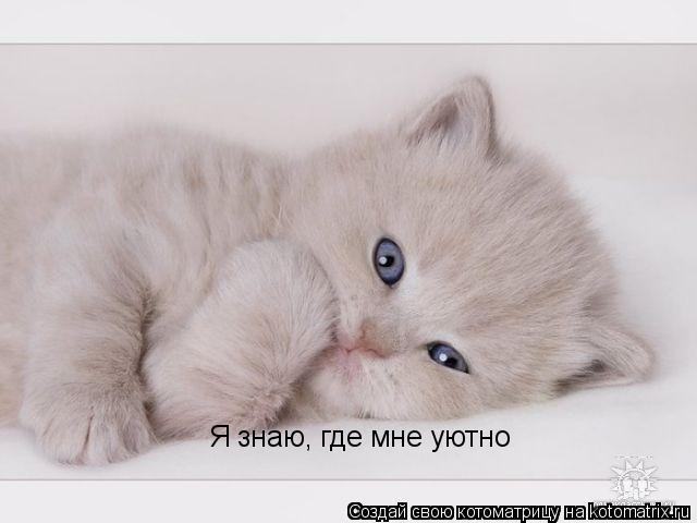 Котоматрица: Я знаю, где мне уютно