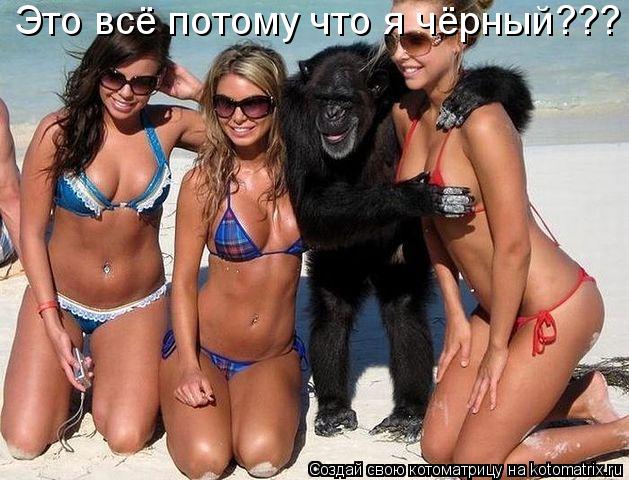Котоматрица: Это всё потому что я чёрный???