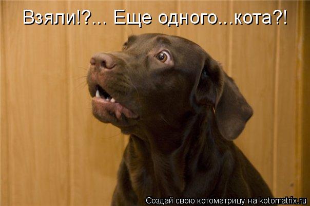 Котоматрица: Взяли!?... Еще одного...кота?!