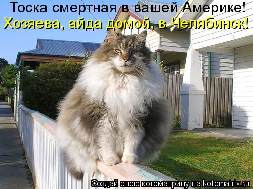 Котоматрица: Тоска смертная в вашей Америке! Хозяева, айда домой, в Челябинск!