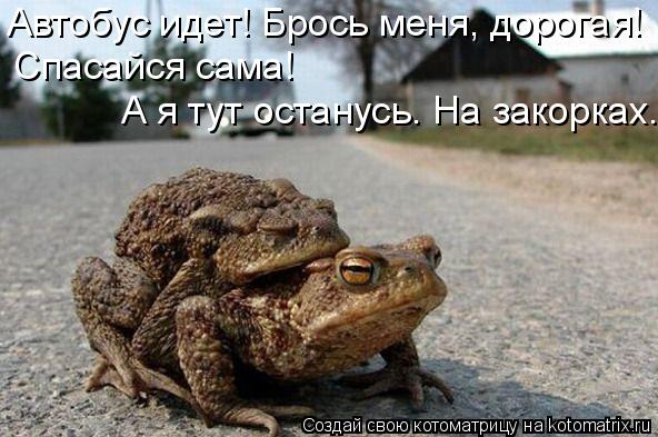 Котоматрица: Автобус идет! Брось меня, дорогая!  Спасайся сама!  А я тут останусь. На закорках.