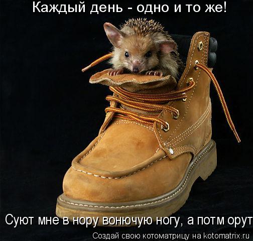 Котоматрица: Каждый день - одно и то же!  Суют мне в нору вонючую ногу, а потм орут!