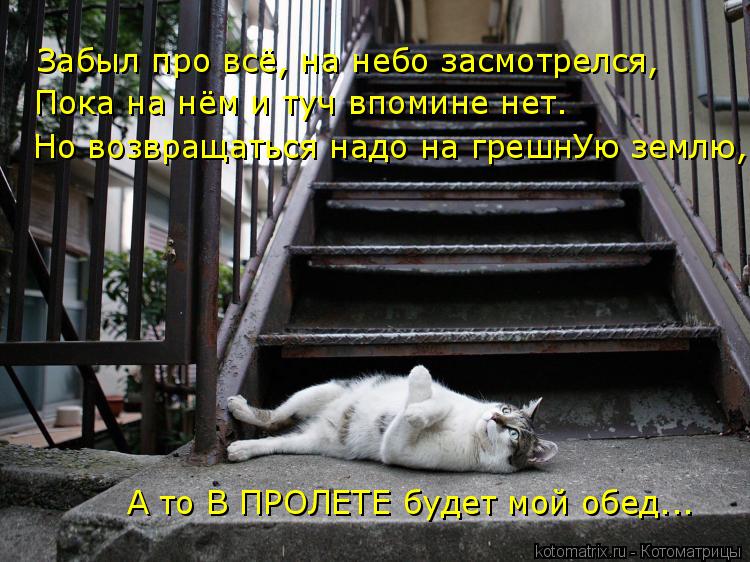 Котоматрица: Забыл про всё, на небо засмотрелся, Пока на нём и туч впомине нет. Но возвращаться надо на грешнУю землю, А то В ПРОЛЕТЕ будет мой обед...