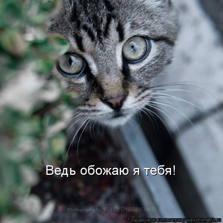 Котоматрица: Ведь обожаю я тебя!