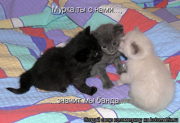 Котоматрица: Мурка,ты с нами..., ...значит мы банда...