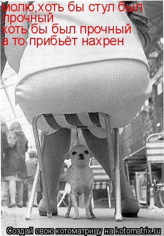 Котоматрица: молю,хоть бы стул был прочный хоть бы был прочный а то прибьёт нахрен