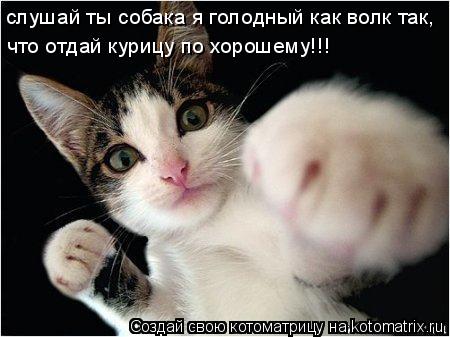 Котоматрица: слушай ты собака я голодный как волк так, что отдай курицу по хорошему!!!