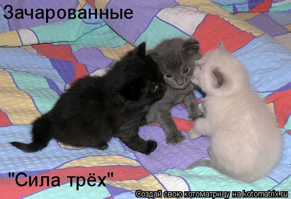 Котоматрица: "Сила трёх" Зачарованные