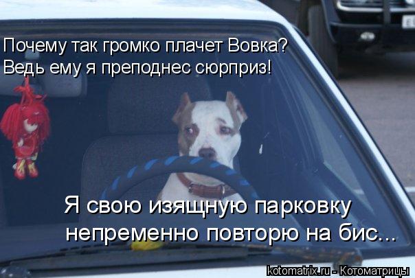 Котоматрица: Почему так громко плачет Вовка?  Ведь ему я преподнес сюрприз! Я свою изящную парковку непременно повторю на бис...