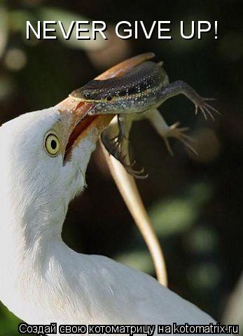 Котоматрица: NEVER GIVE UP!
