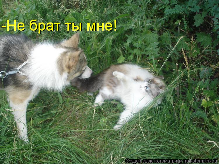 Котоматрица: -Не брат ты мне!