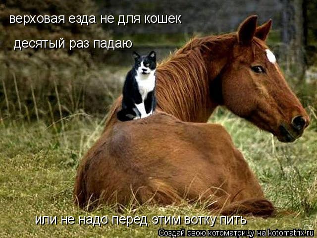 Котоматрица: верховая езда не для кошек десятый раз падаю или не надо перед этим вотку пить