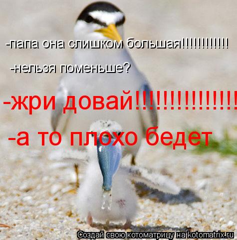 Котоматрица: -папа она слишком большая!!!!!!!!!!!! -нельзя поменьше? -нельзя поменьше? -жри довай!!!!!!!!!!!!!!!!!!!!!!!!! -а то плохо бедет