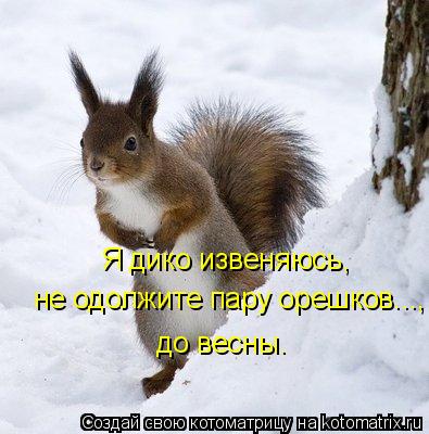 Котоматрица: Я дико извеняюсь, не одолжите пару орешков..., до весны.