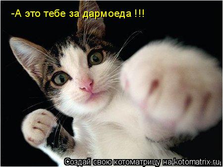 Котоматрица: -А это тебе за дармоеда !!!