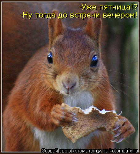 Котоматрица: -Уже пятница!? -Ну тогда до встречи вечером!
