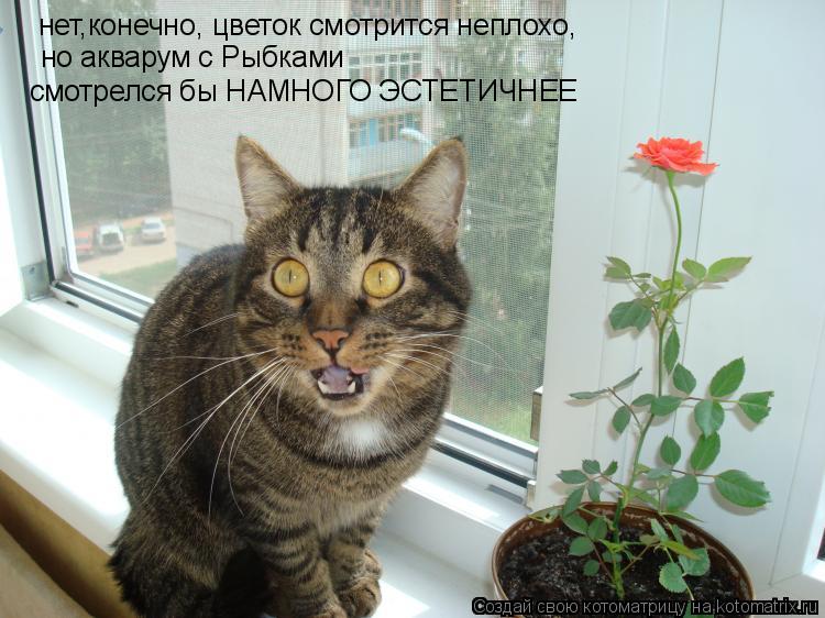 Котоматрица: нет,конечно, цветок смотрится неплохо, но акварум с Рыбками смотрелся бы НАМНОГО ЭСТЕТИЧНЕЕ