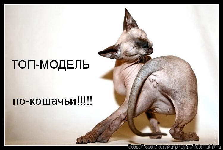 Котоматрица: ТОП-МОДЕЛЬ по-кошачьи!!!!!