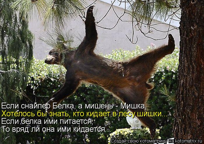 Если снайпер Белка, а мишень - Мишка, Хотелось бы знать, кто кидает в лесу шишки... Если белка ими пи... Котоматрица: Если снайпер Белка, а мишень - Мишка, Хотелось бы знать, кто кидает в лесу шишки... Если белка ими питается, То вряд ли она ими кидается...