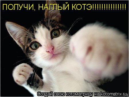 Котоматрица: ПОЛУЧИ, НАГЛЫЙ КОТЭ!!!!!!!!!!!!!!!