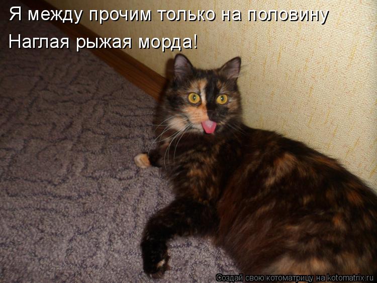 Котоматрица: Я между прочим только на половину Наглая рыжая морда!