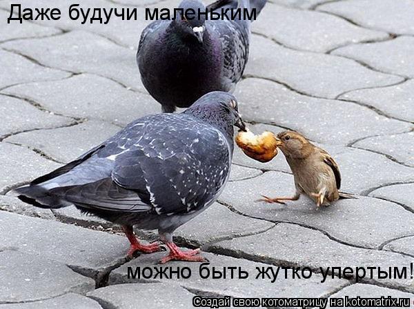 Котоматрица: Даже будучи маленьким можно быть жутко упертым!