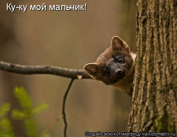 Котоматрица: Ку-ку мой мальчик!