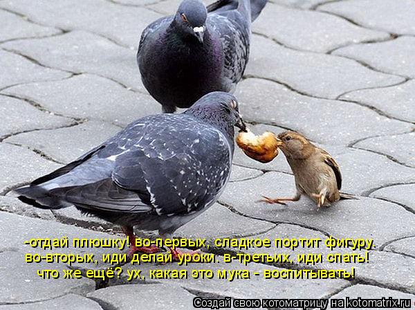Котоматрица: -отдай плюшку! во-первых, сладкое портит фигуру. во-вторых, иди делай уроки. в-третьих, иди спать! что же ещё? ух, какая это мука - воспитывать!
