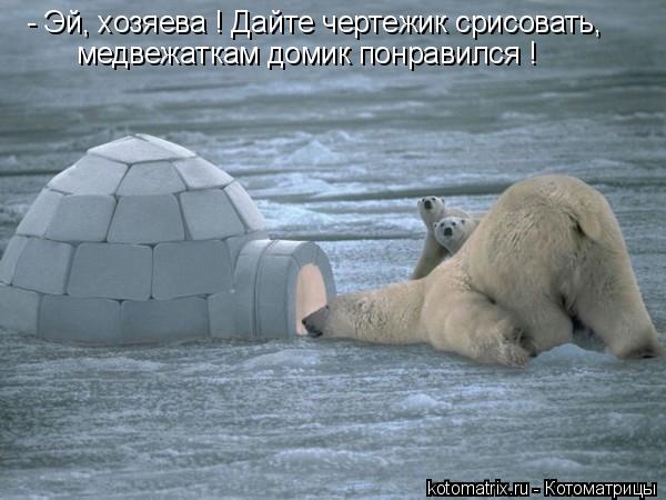 Котоматрица: - Эй, хозяева ! Дайте чертежик срисовать, медвежаткам домик понравился !