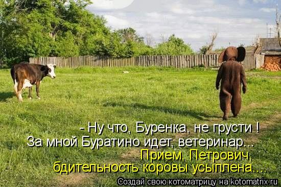 Котоматрица: - Ну что, Буренка, не грусти ! За мной Буратино идет, ветеринар...  Прием, Петрович,  бдительность коровы усыплена....