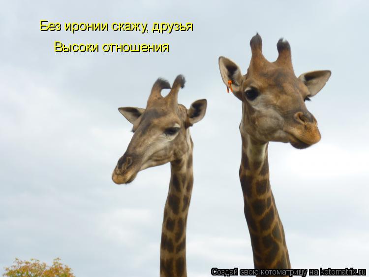 Котоматрица: Без иронии скажу, друзья Высоки отношения