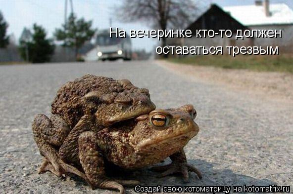 Котоматрица: На вечеринке кто-то должен  оставаться трезвым