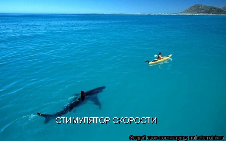 Котоматрица: СТИМУЛЯТОР СКОРОСТИ