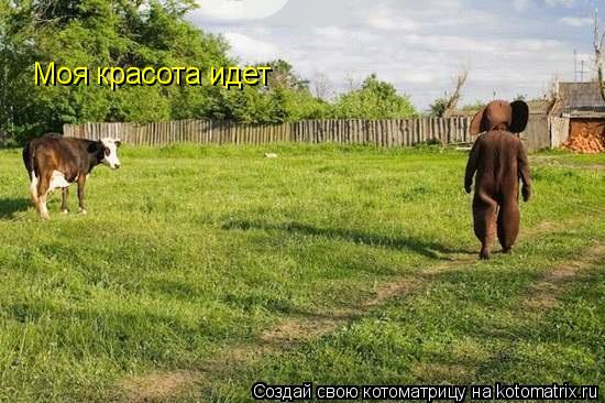 Котоматрица: Моя красота идет