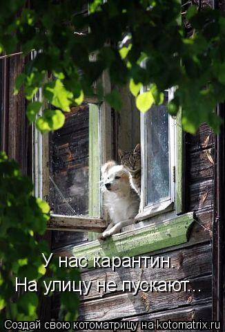 Котоматрица: У нас карантин. На улицу не пускают...