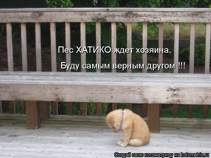 Котоматрица: Пес ХАТИКО ждет хозяина. Буду самым верным другом !!!
