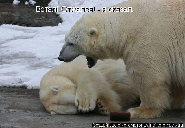 Котоматрица: Встал! Отжался! - я сказал.
