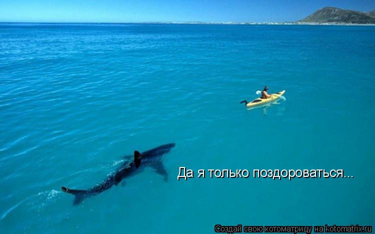 Котоматрица: Да я только поздороваться...