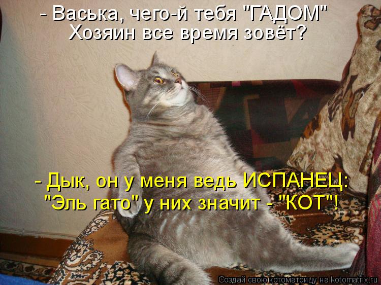 Котоматрица: - Васька, чего-й тебя "ГАДОМ" Хозяин все время зовёт? - Дык, он у меня ведь ИСПАНЕЦ: "Эль гато" у них значит - "КОТ"!