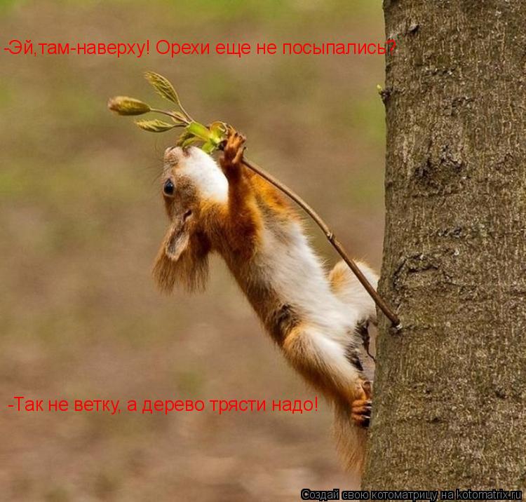 Котоматрица: -Эй,там-наверху! Орехи еще не посыпались?  -Так не ветку, а дерево трясти надо!