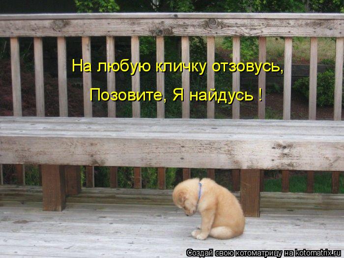 Котоматрица: На любую кличку отзовусь, Позовите, Я найдусь !
