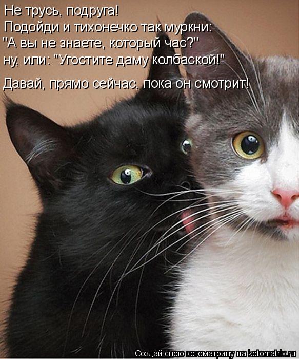 Котоматрица: Не трусь, подруга! Подойди и тихонечко так муркни: "А вы не знаете, который час?" ну, или: "Угостите даму колбаской!" Давай, прямо сейчас, пока он