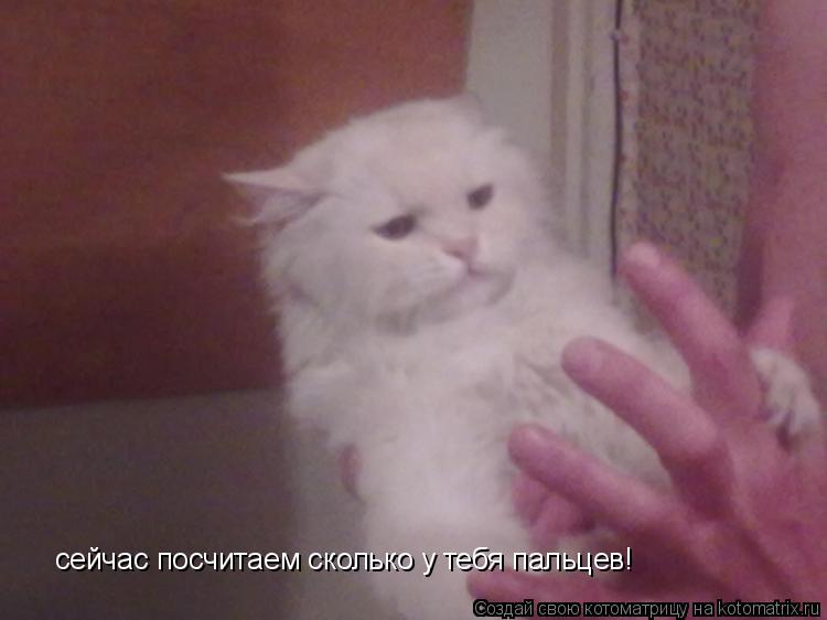 Котоматрица: сейчас посчитаем сколько у тебя пальцев!