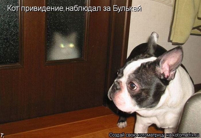 Котоматрица: Кот привидение,наблюдал за Булькай